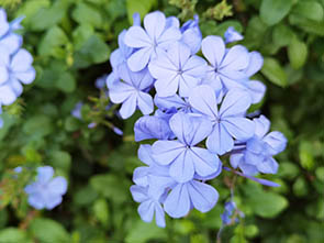 Plumbago auriculata